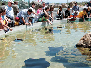 롱비치 수족관 플레이 베이(Play bay)에서는 바다생물들을 직접 만지면서 접할 수 있다
